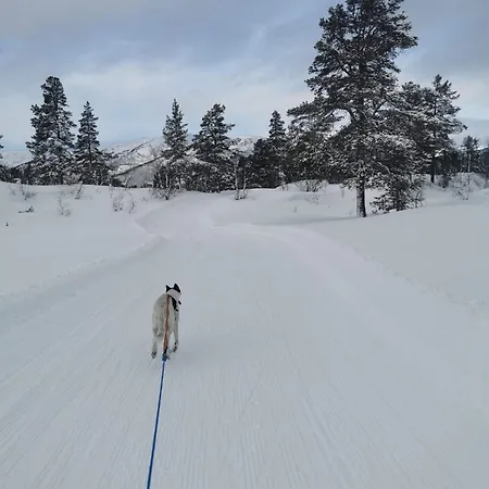 Fjellstue *